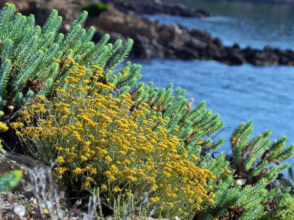Čudežna zdravilna rastlina, ki nikdar ne oveni